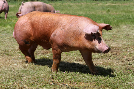 家猪在动物农场夏季放牧图片