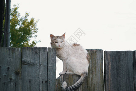 木栅栏上的无家可归的猫农村现图片