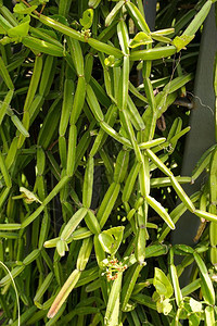 Cissus自然花园图片