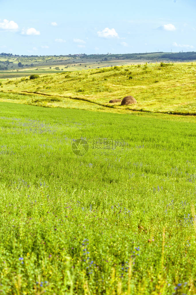 美丽的绿色田野景观图片