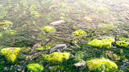 海边和苔藓岩石背景单元隔离图片