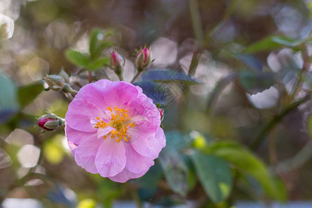 粉红玫瑰花和鲜花在背景图片