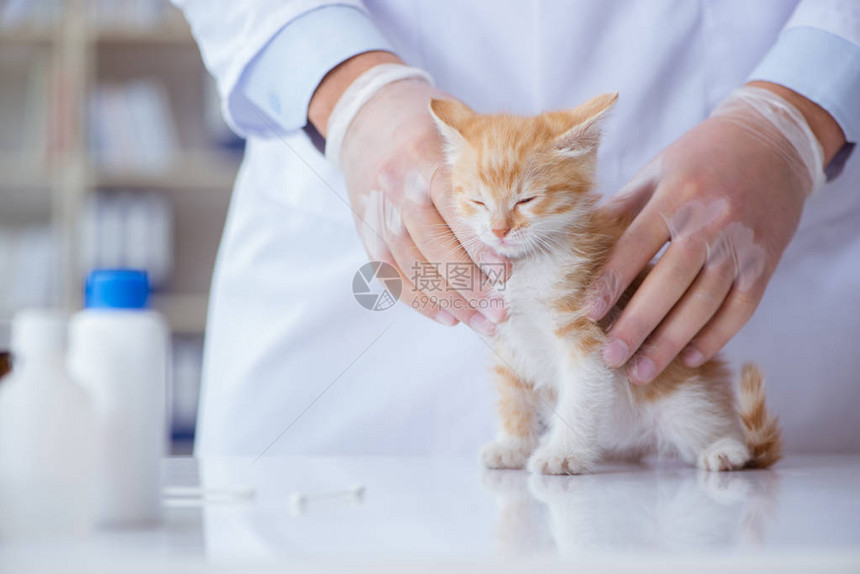 猫拜访兽医进行定期检查图片