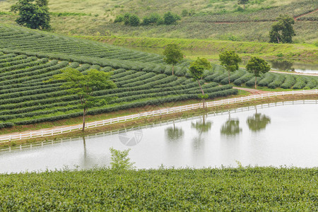 日出时茶园的美丽风景图片