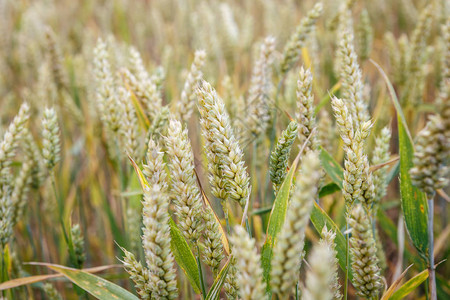 麦田麦穗关闭草甸麦田成熟的背景丰图片