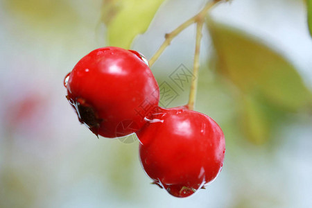 树枝上的红蔓越莓图片
