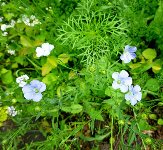 开花的蓝色亚麻药材夏天的花和芽图片