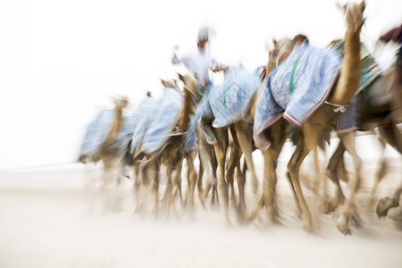 骆驼在沙漠中的骆驼赛道上运图片