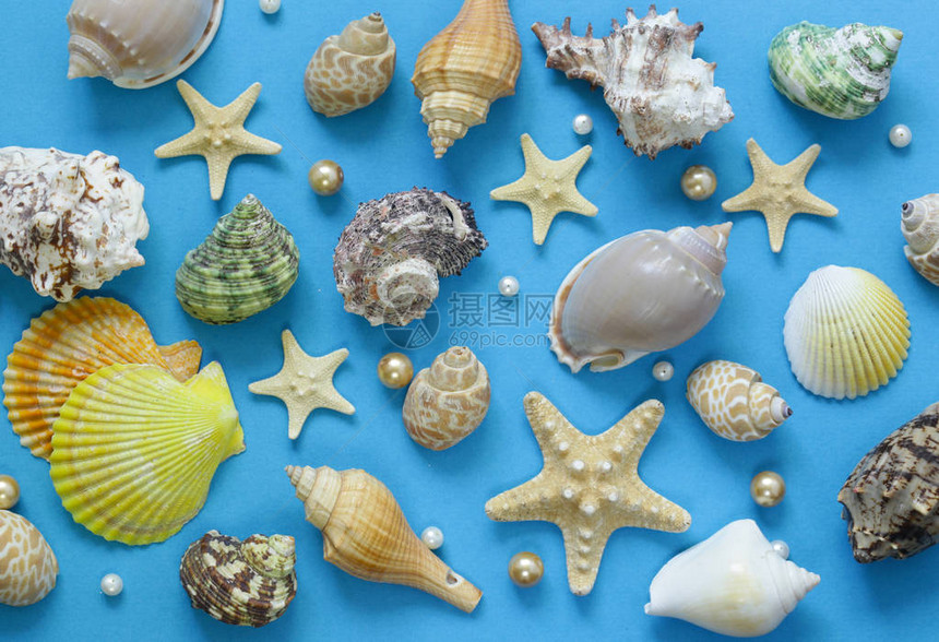 蓝色背景中的贝壳和海星图片