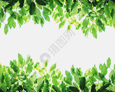 绿叶背景白色复制空间白色背景图片