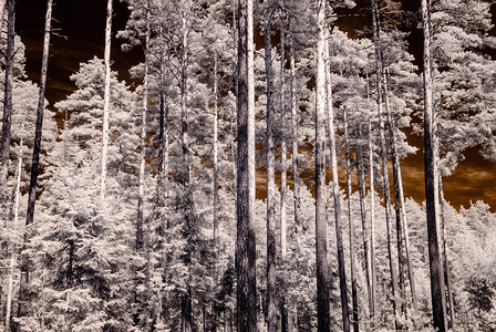 红外摄像头图像彩色森林视图有图片