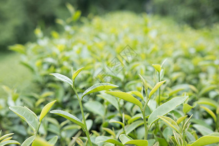 茶园新鲜的绿色和白色茶叶农业农图片