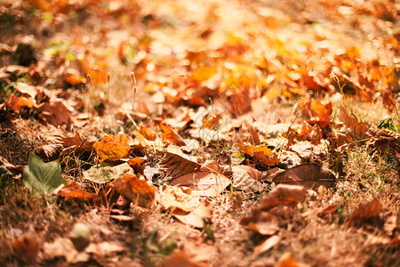 黄叶的秋季背景纹理阳光照耀秋天自图片