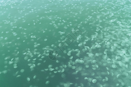 绿色调中的海底水母背景图片