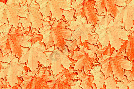 秋叶子质地背景图片