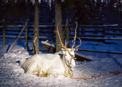芬兰北部拉普兰州罗瓦涅米冬季农场的白驯鹿图片