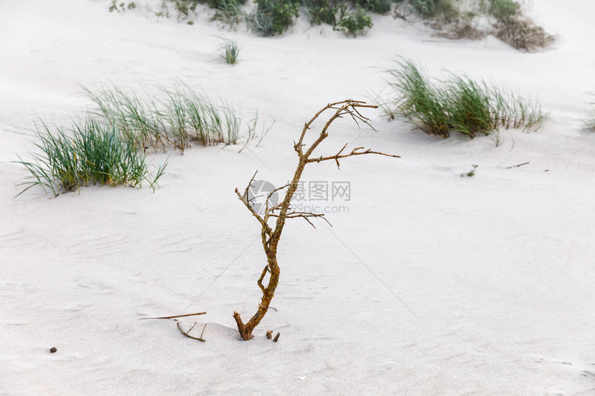 拉脱维亚利耶帕亚附近的波罗的海沿岸波罗的海沙滩上的干树枝古典波罗的海图片
