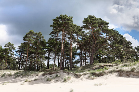 拉脱维亚利耶帕亚附近的波罗的海岸线有松树和云彩的沙丘古典波罗的海图片