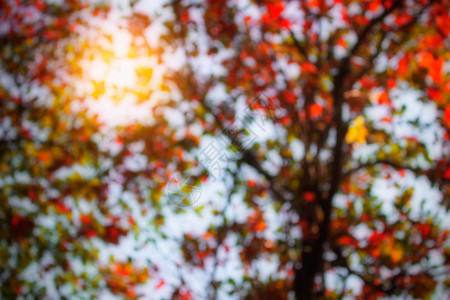 秋天有光的树木模糊图片
