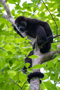 在哥斯达黎加的一棵树上长着绿叶光彩照图片