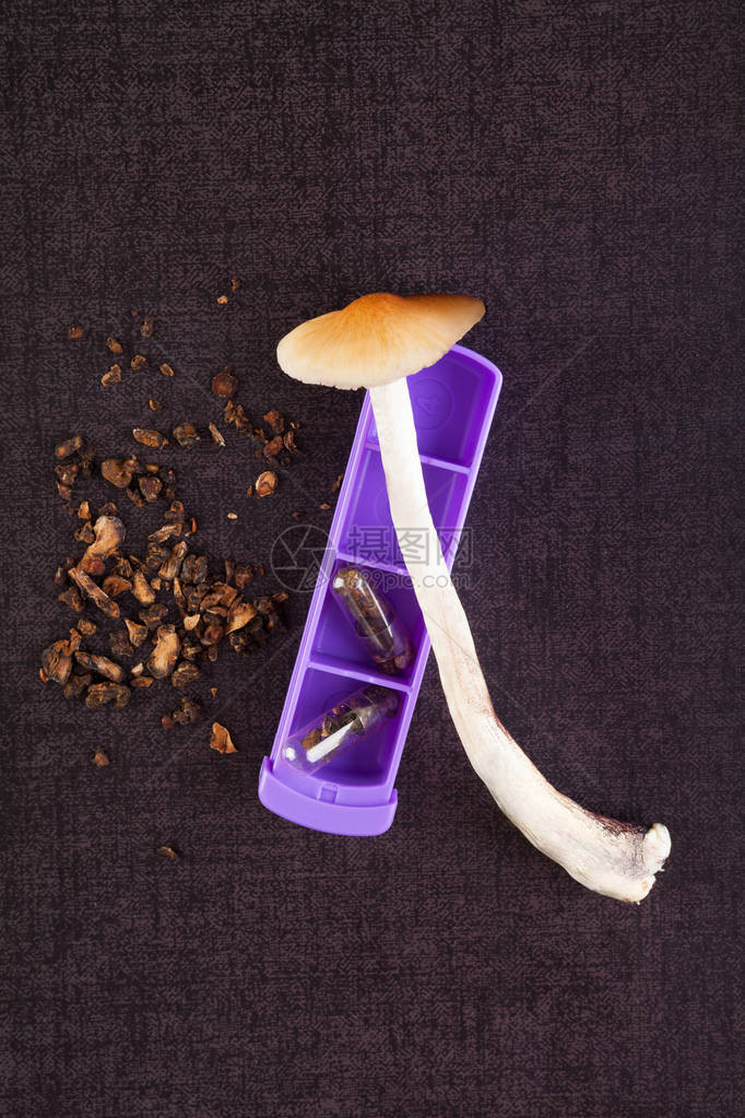 带药剂组织者顶端视线的新鲜和干燥致幻蘑菇图片