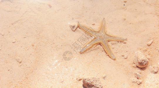 沙滩上的海星背景是沙子图片