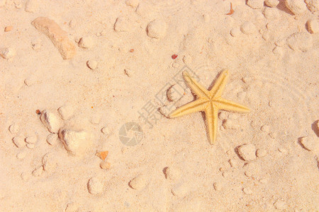 沙滩上的海星背景是沙子图片