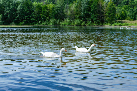 两只白鹅在水上游泳河流和森图片