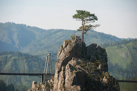 一棵孤独的松树在岩石中生长图片