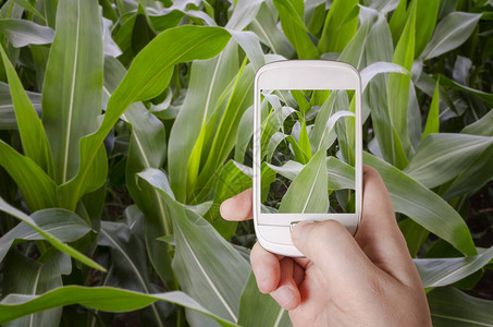 农艺家拍摄绿色玉米田的摄影和研究作物图片