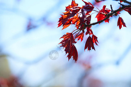 秋季公园树枝上的枫叶图片