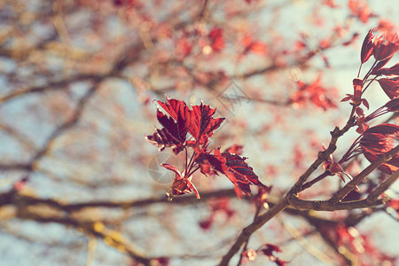 秋季公园树枝上的枫叶图片