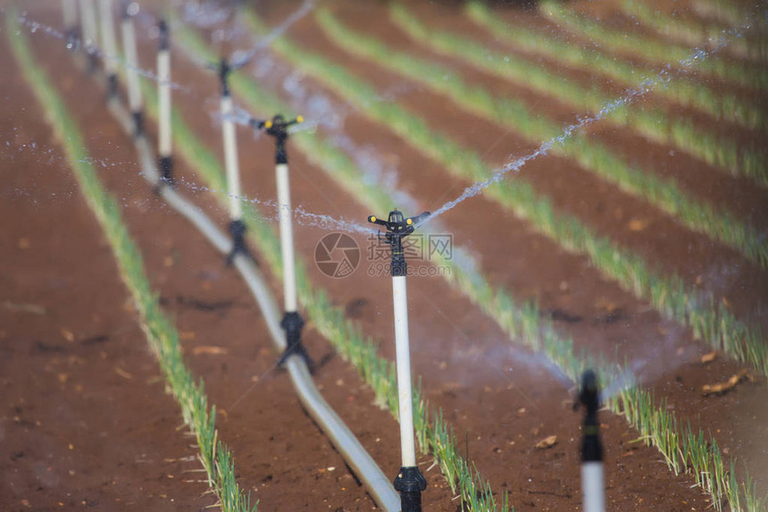具有韭菜田浇水系统作用的温室图片