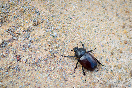 天然地面上的深褐色大甲虫图片