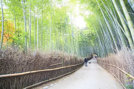 日本京都美丽的岚山竹林图片