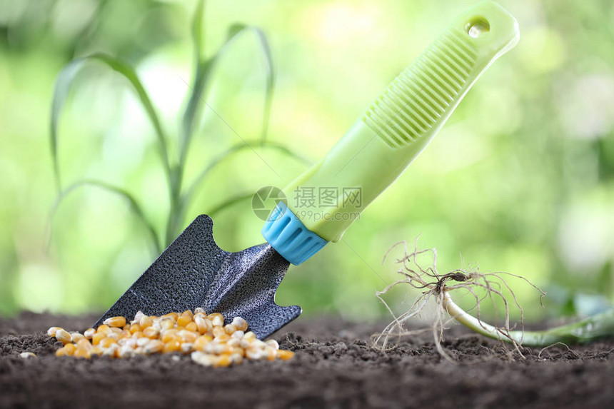 土壤中的播种玉米种子和花图片