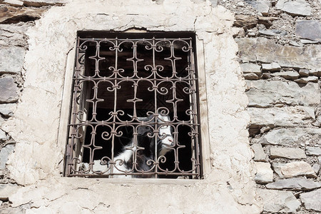 山羊从摩洛哥窗户网格后面的窗户望出去景图片