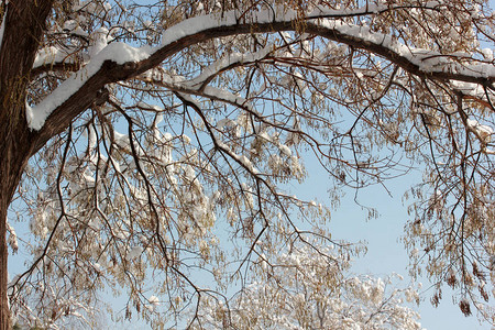 冬天的雪树图片