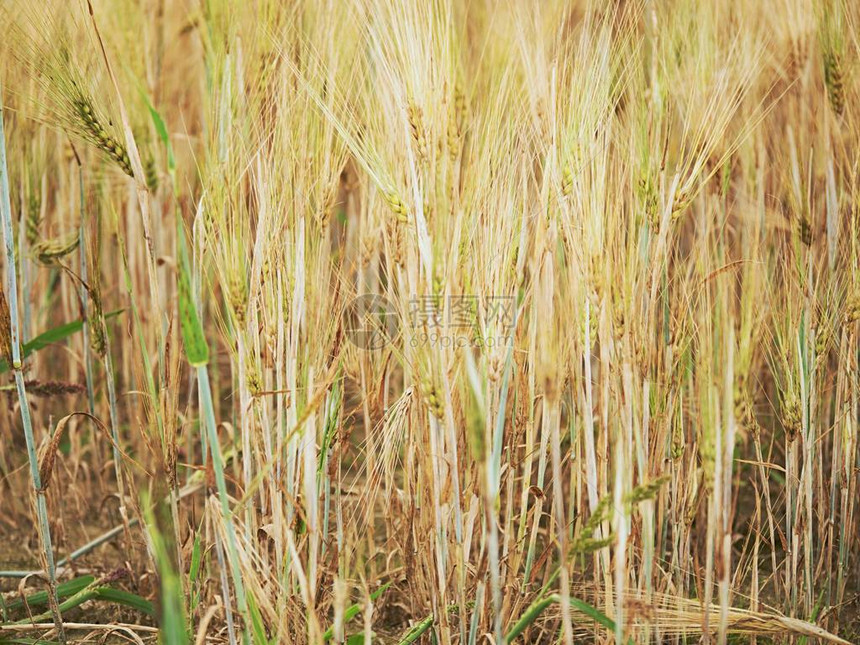 小麦收成差小麦田角有干碎的泥土地上图片