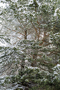 常绿针叶松树枝上积雪的冬季森林图片