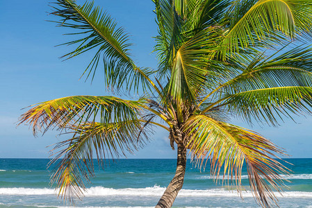 椰子棕榈树风景从海滩图片