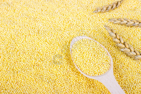 小麦和小麦粒的穗状花序燕麦和燕麦粒的耳朵顶视图片