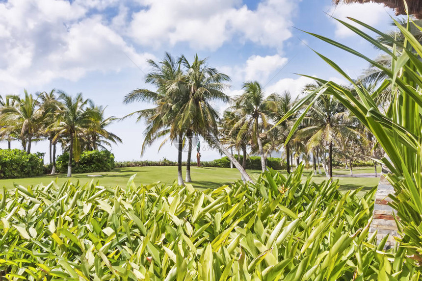 海南岛带椰子树的图片