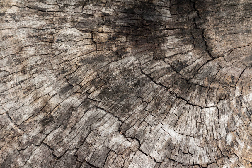 木皮纹理的横截面木环Grunge图片