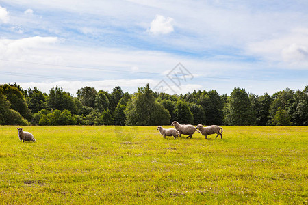 牧羊在美丽的草地中放牧绿草森林图片