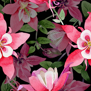 水彩风格的野花aquilegia花卉图案植物全名图片