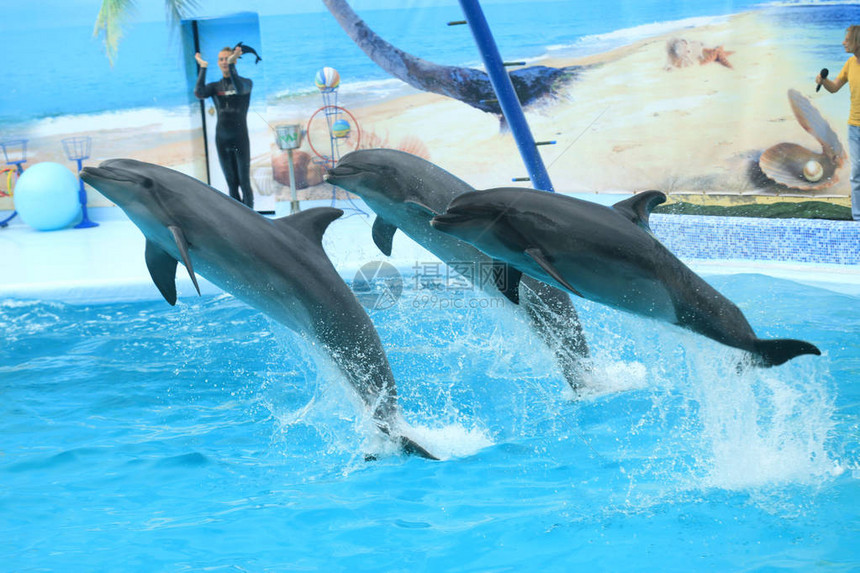 海豚表演游泳池图片