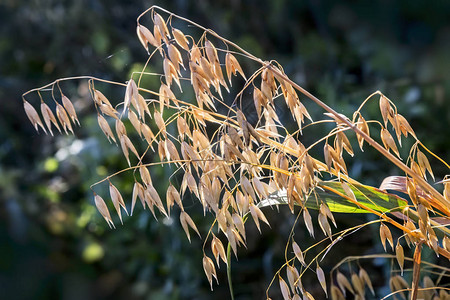 成熟的玉米燕麦穗上的田野图片