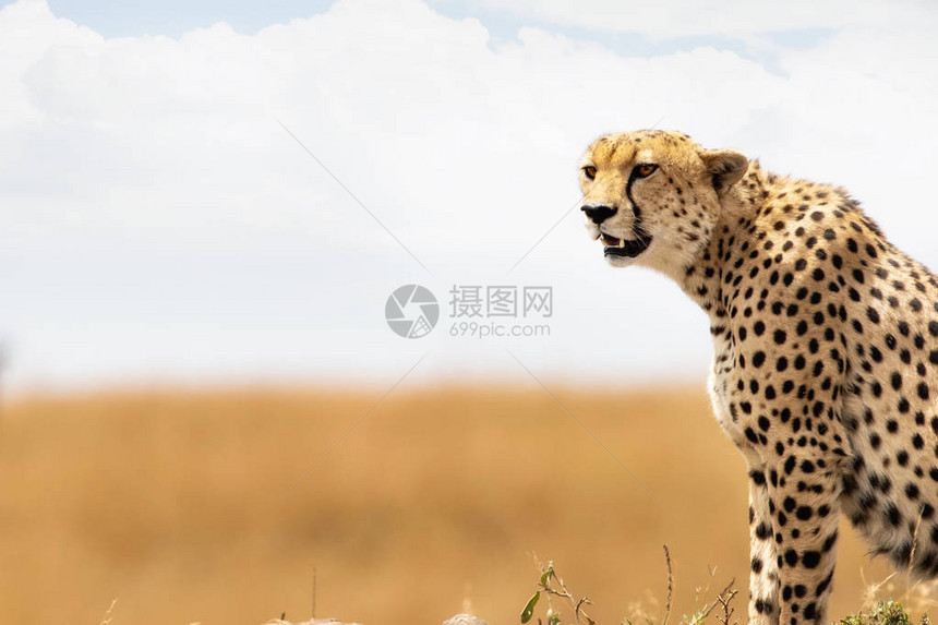 猎豹的侧边视图的关闭图片