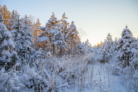 白雪皑的松树日出时间图片